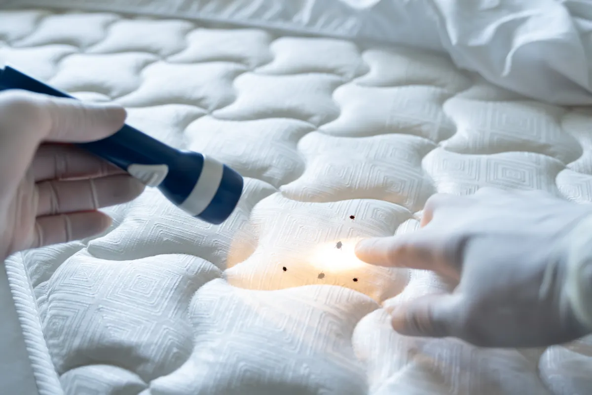 Expert Bed Bug Extermination Services with Discreet Solutions